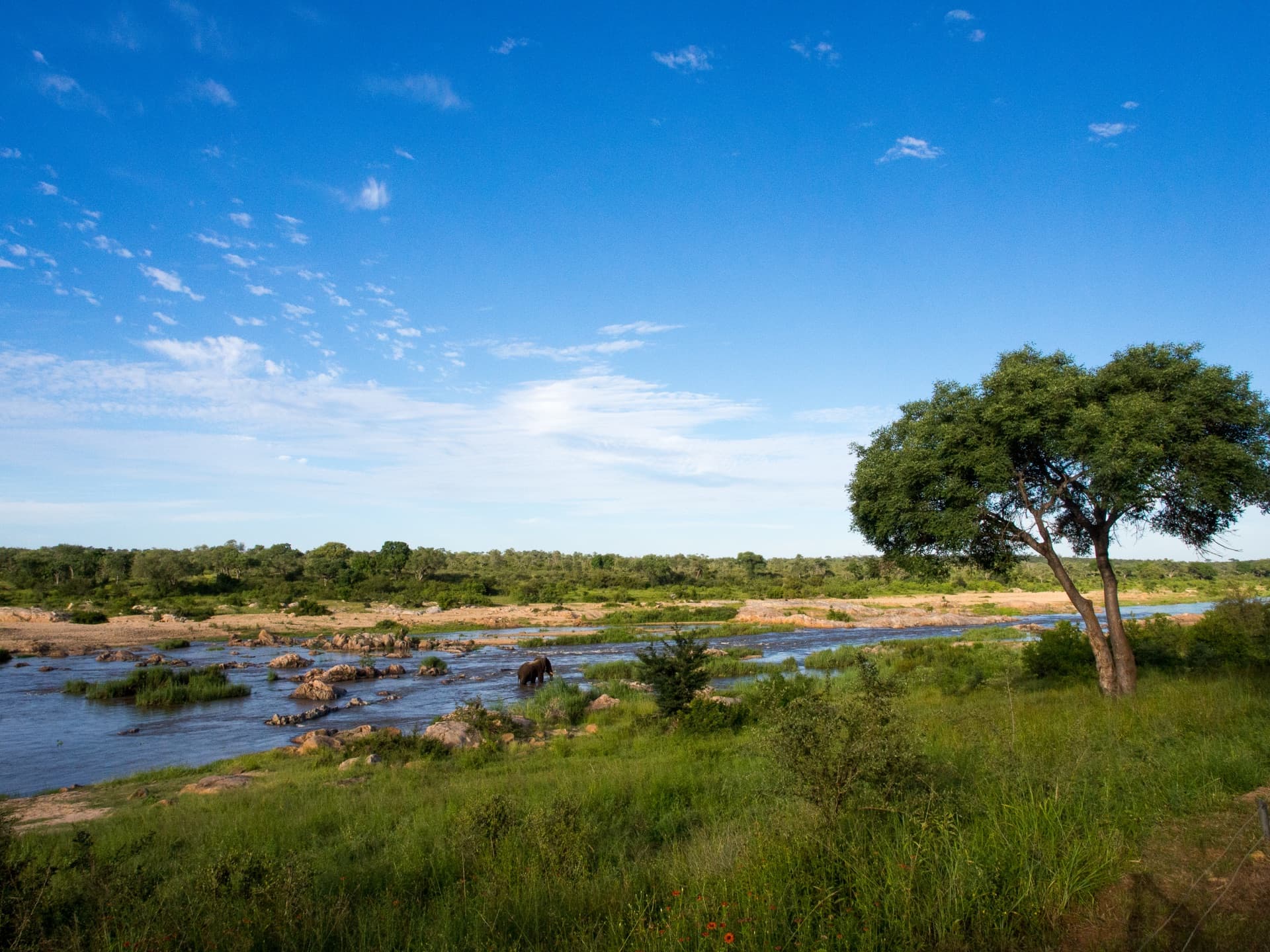 Elephant crossing the Crocodile River at Mjejane Game Reserve