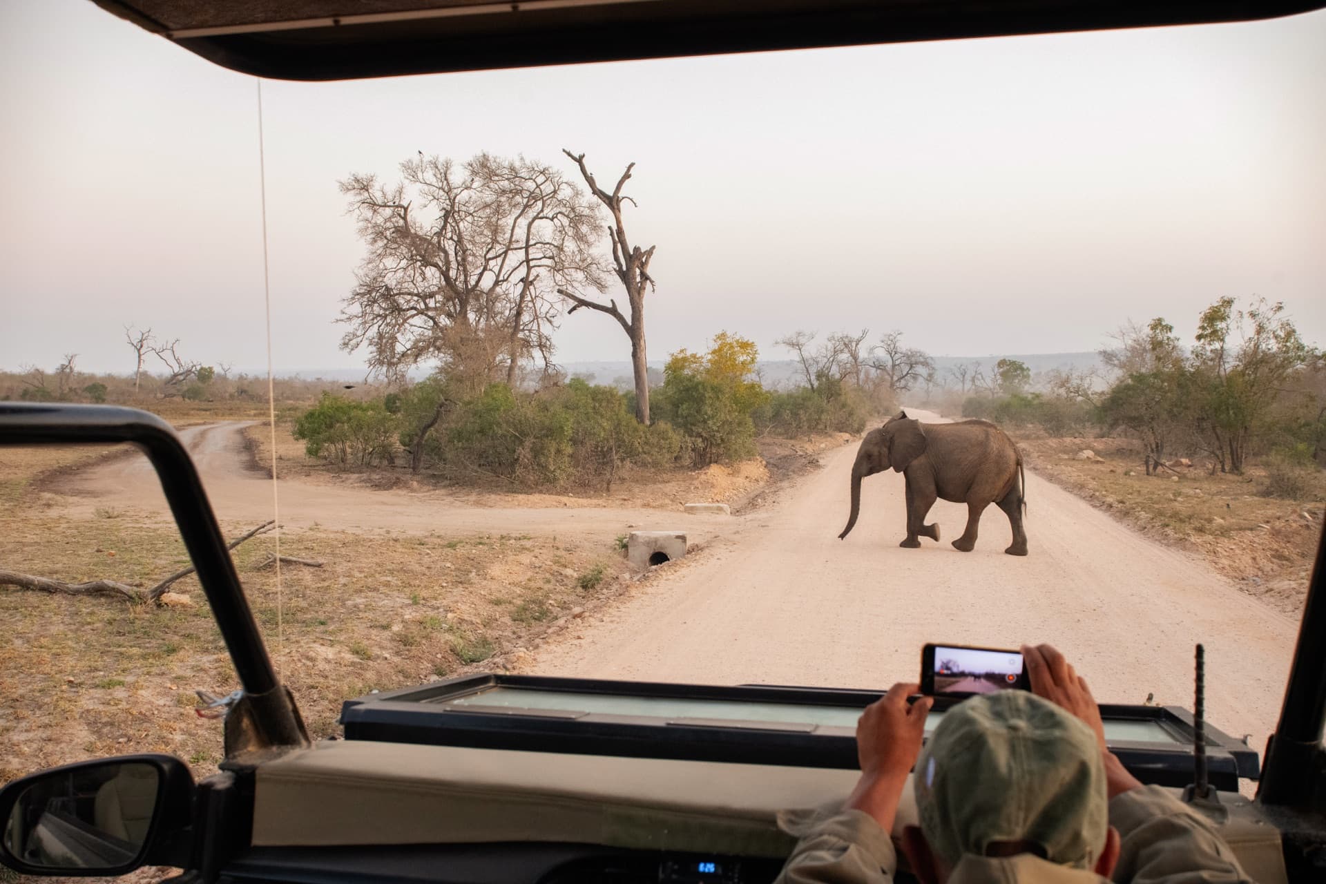 Elephant on a guided game drive at Mjejane