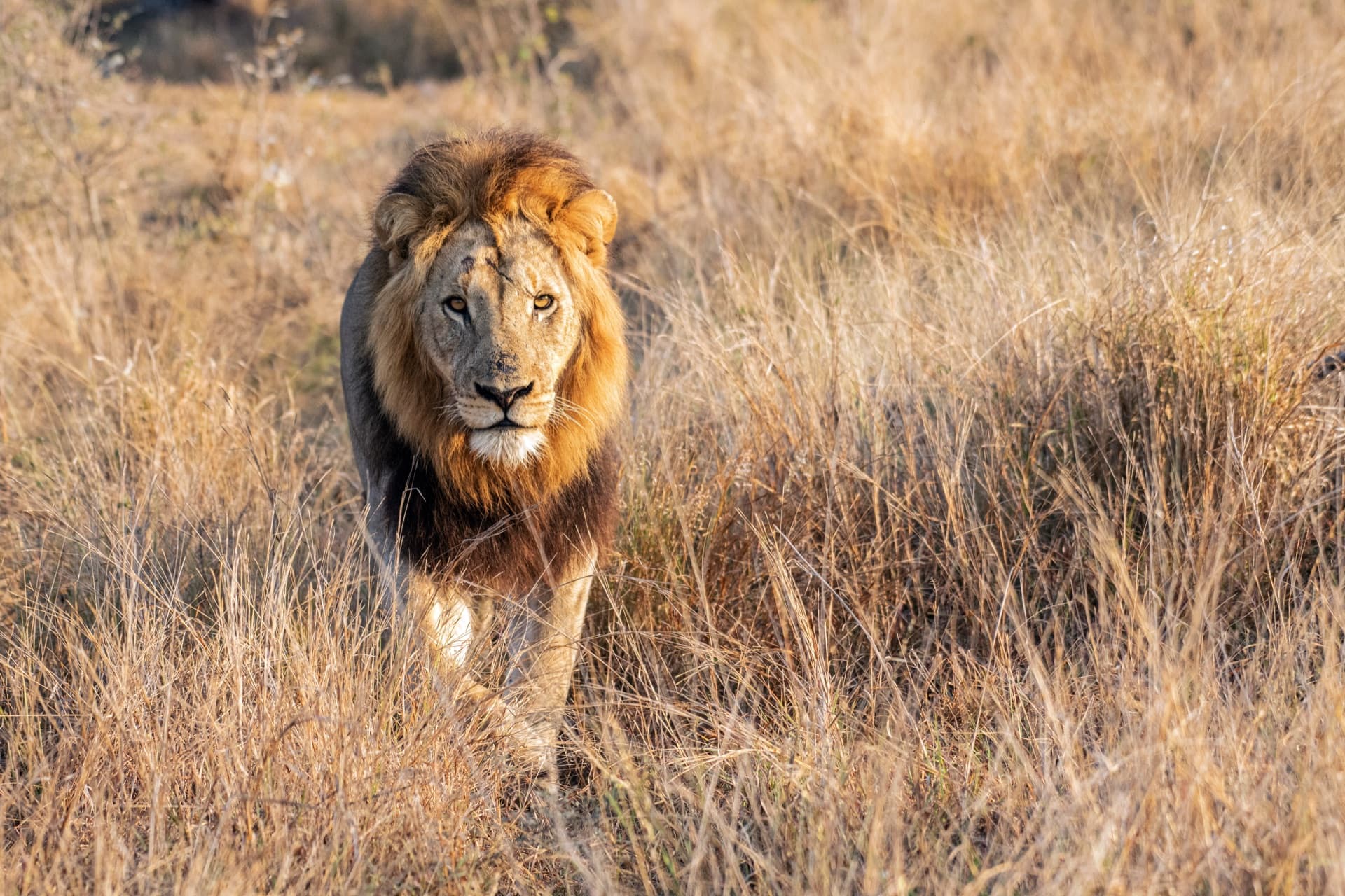 Big 5 Wildlife