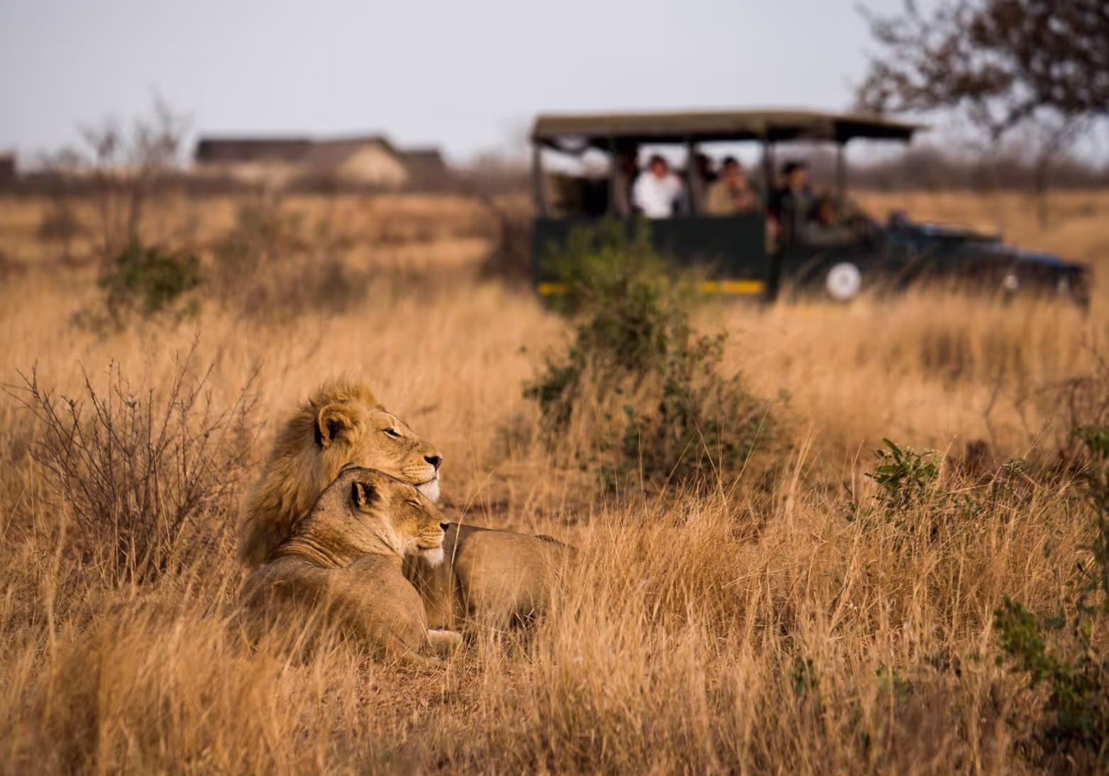 Safari game drive in Mjejane Game Reserve near Kruger National Park