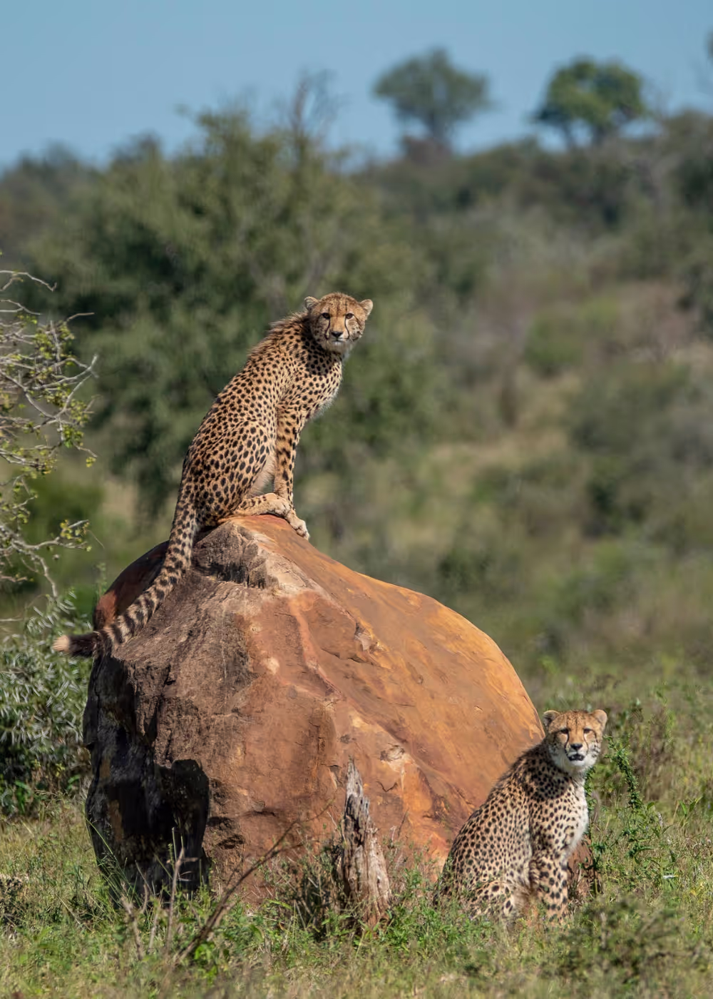 Tour & Safari Guides