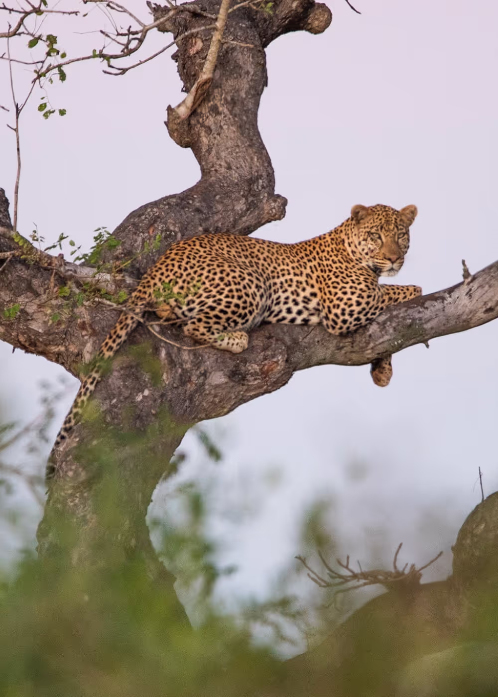Kruger Day Trip Planner