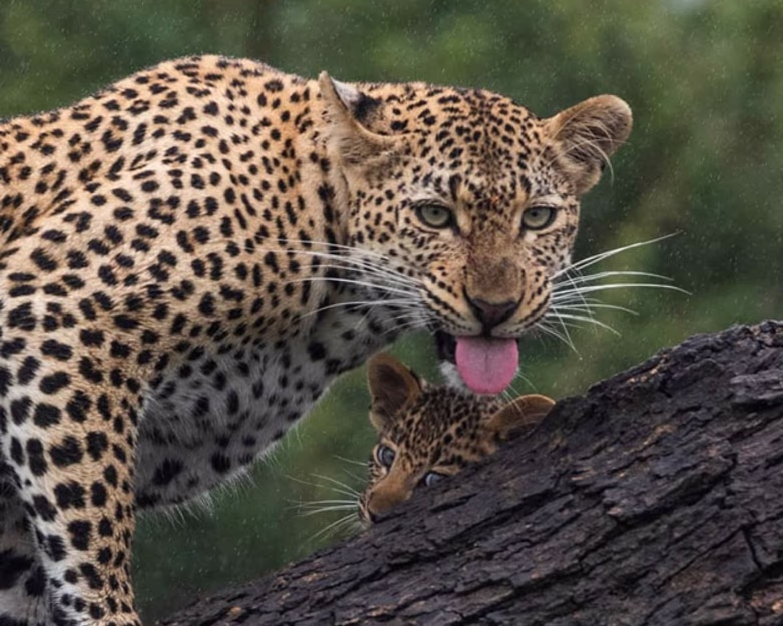 Leopard in a tree at Mjejane / Kruger