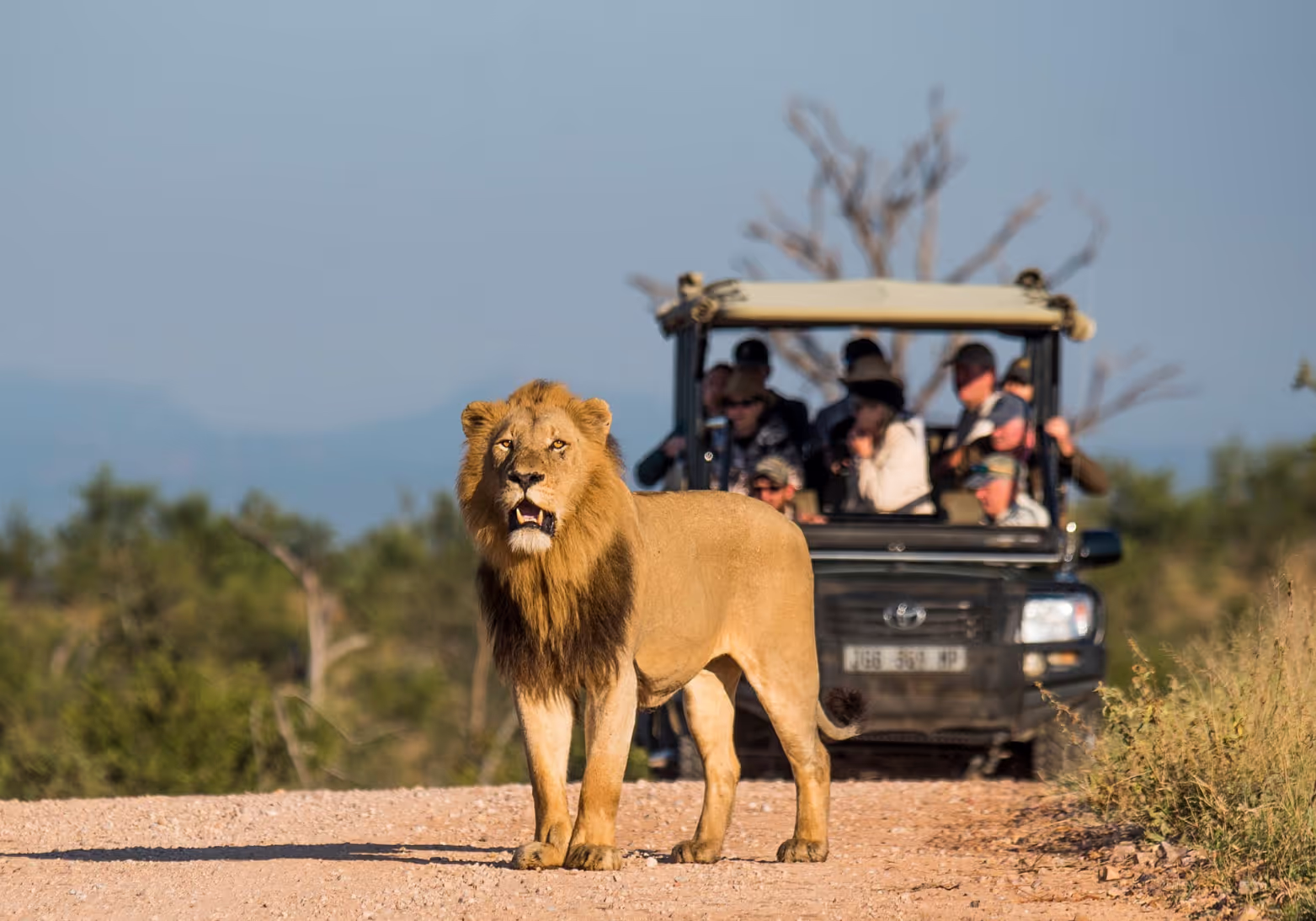 Lion walking down a tar road in Kruger National Park