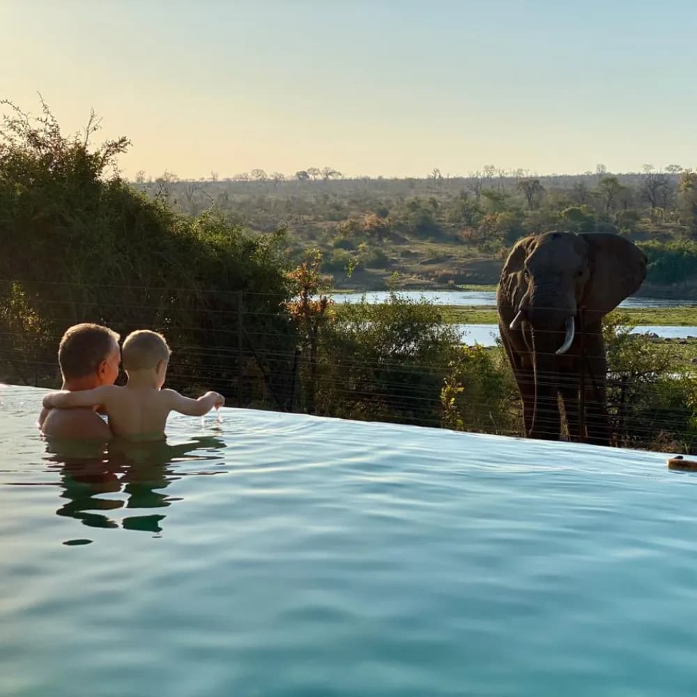Mjejane lodge pool with elephants nearby